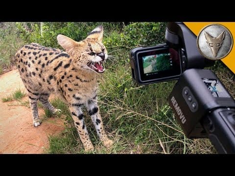 How Does a Serval Hunt for Its Food? thumbnail