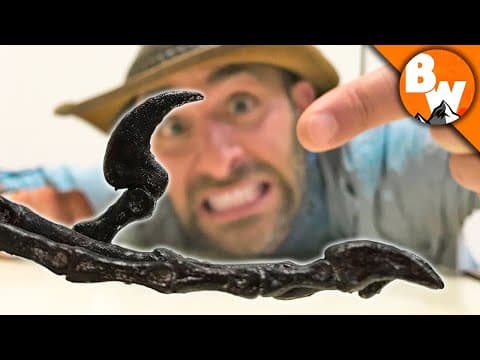 World's Smallest Raptor! thumbnail