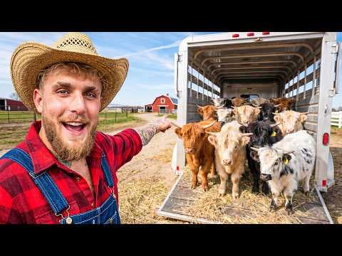 How to Bring Mini Highland Cows Home to a Ranch thumbnail