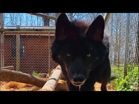 'Aggressive' wolf dog meets a good human and here's how he reacted thumbnail
