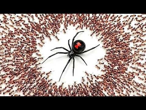 1,000 Ants vs. Black Widow thumbnail
