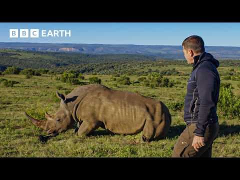Rhino Rescue From The Sky! Steve Backshall In Action | Deadly 60 | BBC Earth Kids thumbnail