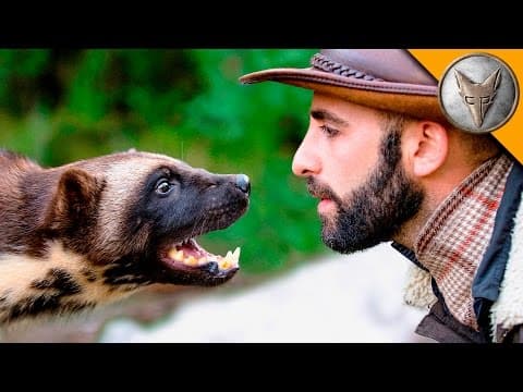 Wolverine Face-Off! thumbnail