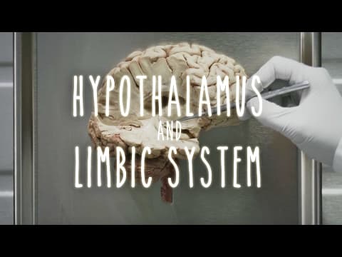 How Does the Hypothalamus Affect Emotions? thumbnail