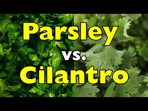 Parsley vs. Cilantro – Why They’re Always Confused [ID0914] thumbnail