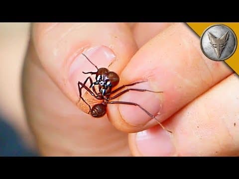 Can Leaf-Cutter Ants Really Bite Through Human Skin? thumbnail