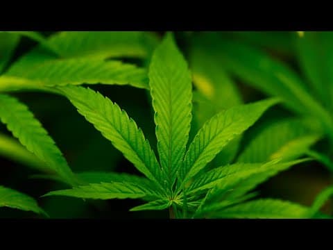 Trump Expected to Label Pot a Less Dangerous Drug thumbnail