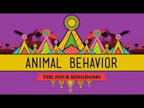 Animal Behavior - CrashCourse Biology #25 thumbnail