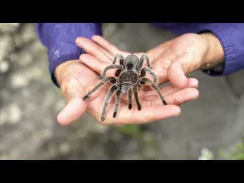What Are the 10 Biggest Spiders in the World? thumbnail