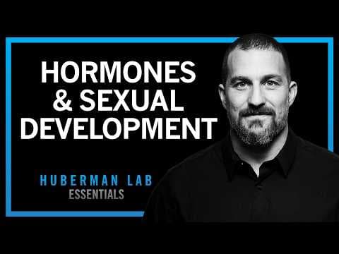 How Hormones Shape Sexual Development | Huberman Lab Essentials thumbnail
