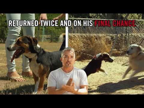 Aggressive Rescue Dog Returned Twice Gets One Last Test | Leader of the Pack thumbnail