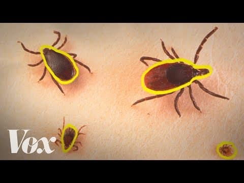 Lyme disease is spreading. Blame ticks — and climate change thumbnail