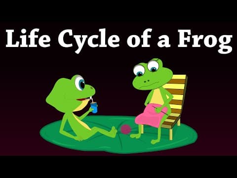 Life Cycle of a Frog | #aumsum #kids #science #education #children thumbnail