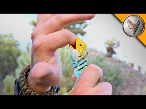 How Fast Is the Eastern Collared Lizard? thumbnail