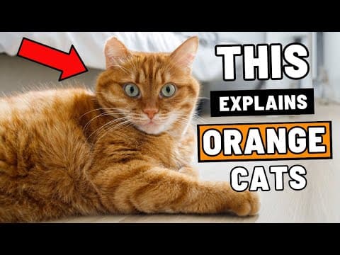 We Studied Orange Cats - The Results Were... Troubling thumbnail