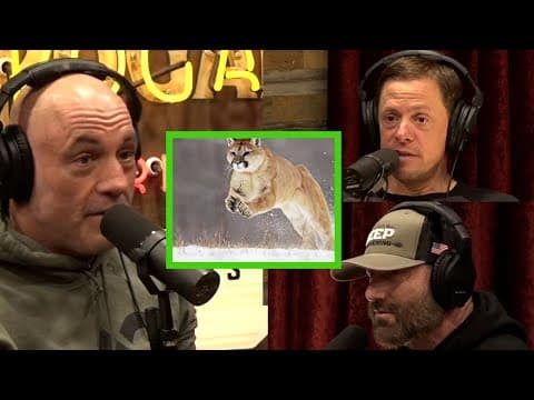 The Attempt to Ban the Hunting of Mountain Lions thumbnail