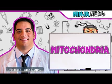 How do mitochondria work and their structure explained thumbnail