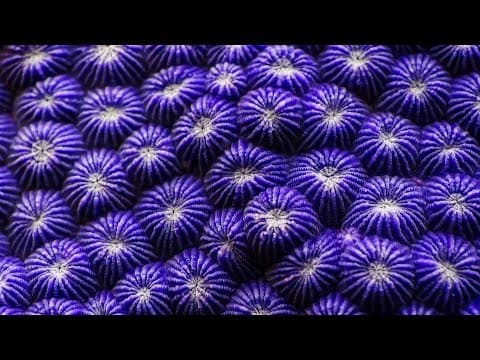 Cool Jobs: Marine Biologist, Marah Hardt thumbnail