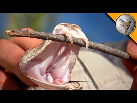 What Makes a Rattlesnake Have Double Fangs? thumbnail