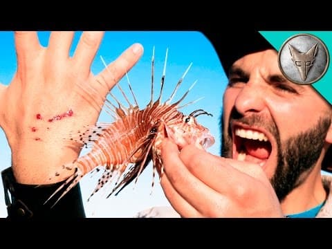 STUNG by a LIONFISH! thumbnail