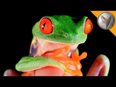 How to Find the Elusive Red-Eyed Tree Frog in Costa Rica thumbnail