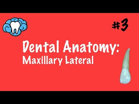 Dental Anatomy | Maxillary Lateral Incisor | INBDE thumbnail