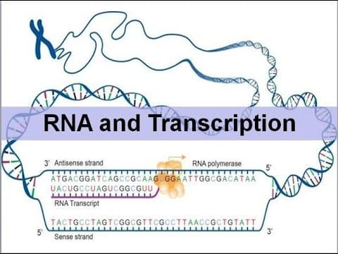 RNA and Transcription thumbnail