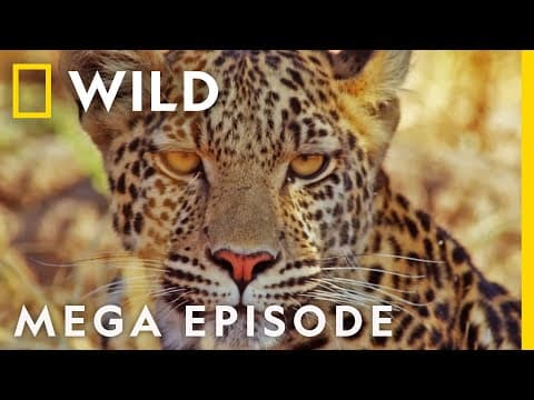 The Fight for Survival | Savage Kingdom MEGA EPISODE | Season 2 Full Episodes thumbnail