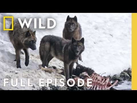 Wild Wolves: Pack Life (Full Episode) | Yellowstone Wolf Dynasty | Nat Geo Animals thumbnail