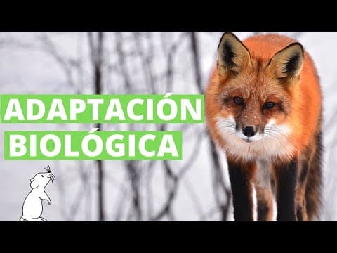 ¿Qué es la adaptación de los seres vivos? (con ejemplos)🐢 thumbnail