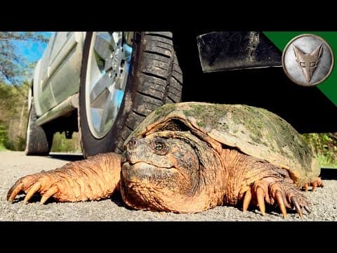 How to Safely Move a Snapping Turtle Across the Road thumbnail
