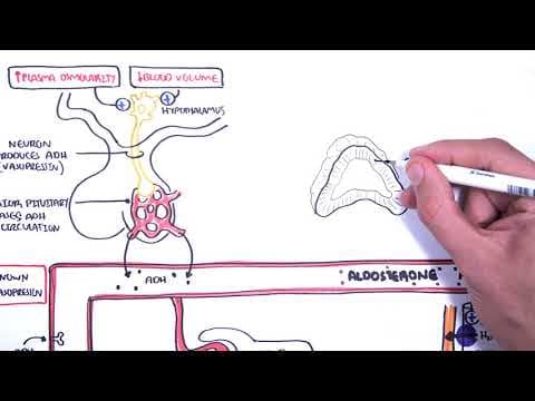 Hormones in body fluid homestasis (ADH/vasopressin, Aldosterone and Natriuretic peptides) thumbnail