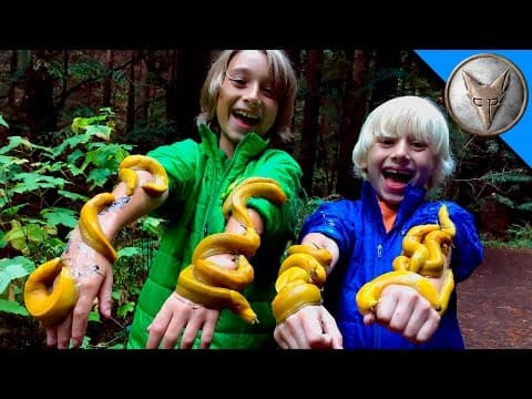What Happens When You Explore the Redwood Forest? thumbnail