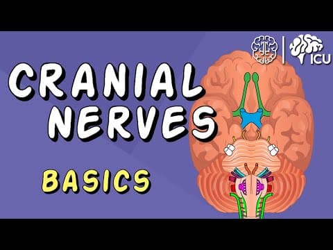 Cranial Nerve BASICS - The 12 cranial nerves and how to REMEMBER them! thumbnail