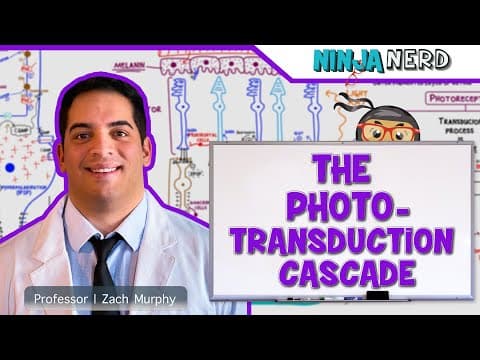 What Is the Phototransduction Cascade in Vision? thumbnail