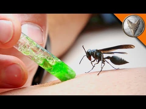 What Happens When You Get Stung by a Warrior Wasp? thumbnail