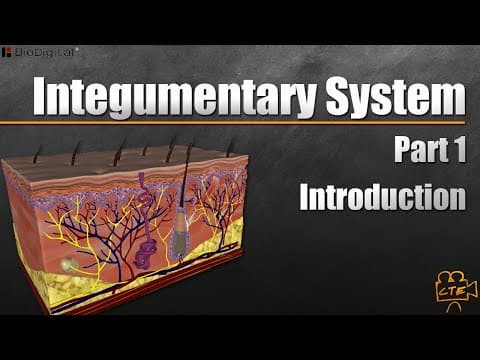 Integumentary System In 9 Minutes (Part 1 Of 3) thumbnail