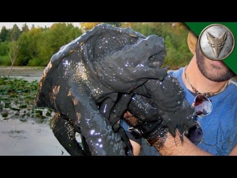 What's a Mud Dragon? thumbnail