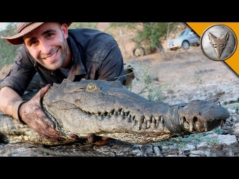 Crocodile Caught in Drainpipe! thumbnail
