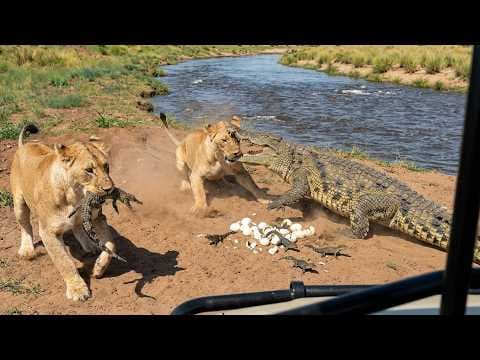 Mother Crocodile Attacks As Lioness Steals Her Young thumbnail