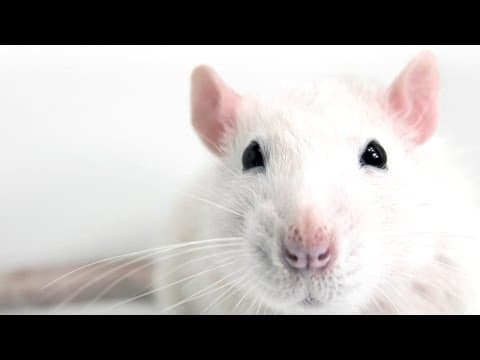 Eternal Sunshine of the Spotless Rat Mind? thumbnail