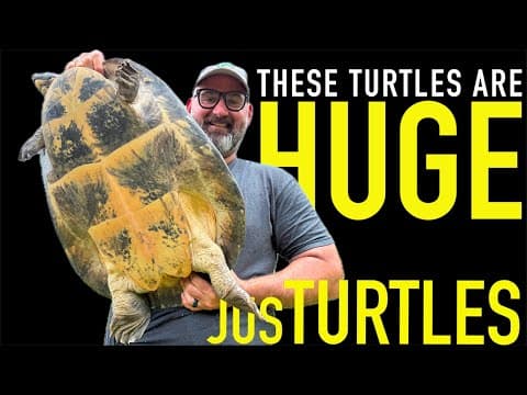 Top Turtle Breeder - First Video EVER! thumbnail