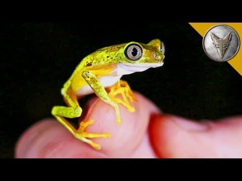 Where Can You Find the Rarest Frog in the World? thumbnail