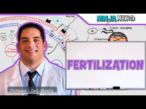 How Does Fertilization Occur in Humans? thumbnail