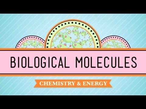 Biological Molecules - You Are What You Eat: Crash Course Biology #3 thumbnail