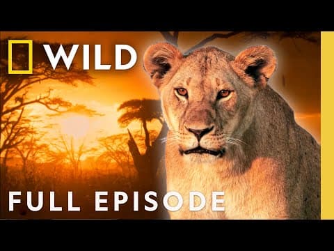 Lioness: Throne of Power (Full Episode) | Regime of the Queen | Nat Geo Animals thumbnail