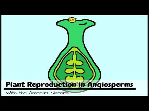 Plant Reproduction in Angiosperms thumbnail