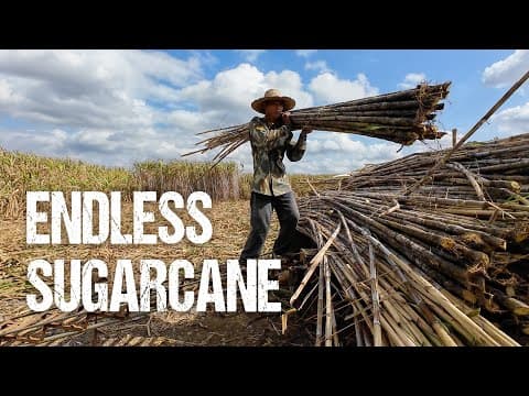 Rural China's vast Sugarcane Farms I S2, EP63 thumbnail