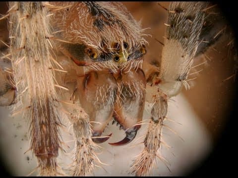 How to Do Super Macro Photography with Focus Stacking? thumbnail
