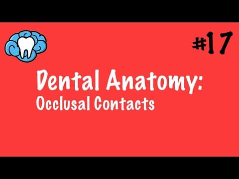 What Are Occlusal Contacts in Dental Anatomy? thumbnail